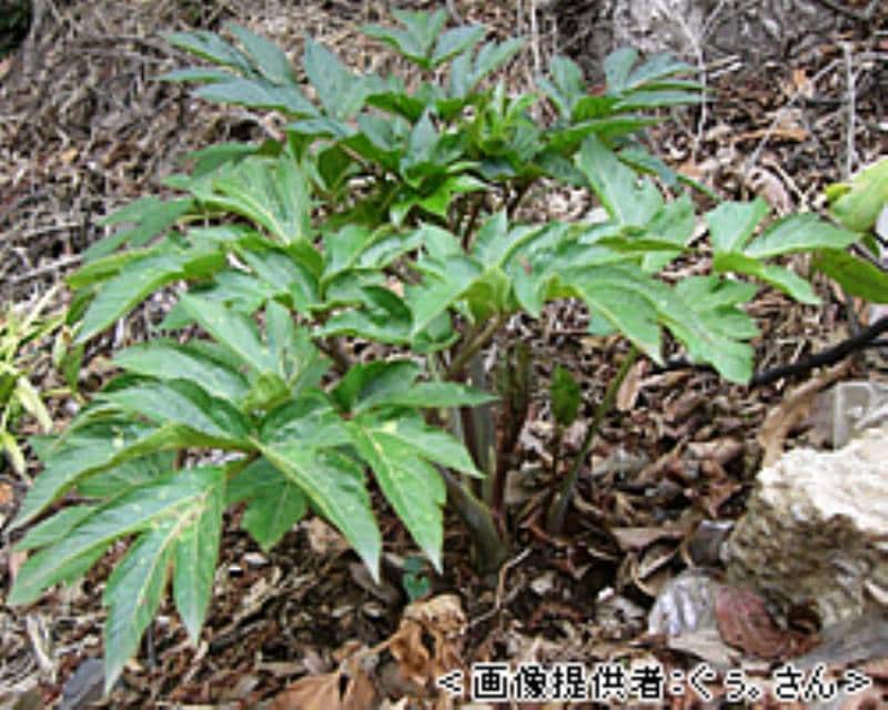 アシタバ 今日摘んでも 明日また葉が出る アイリスプラザ メディア アシタバ 今日摘んでも 明日また葉が出る アイリスプラザ メディア