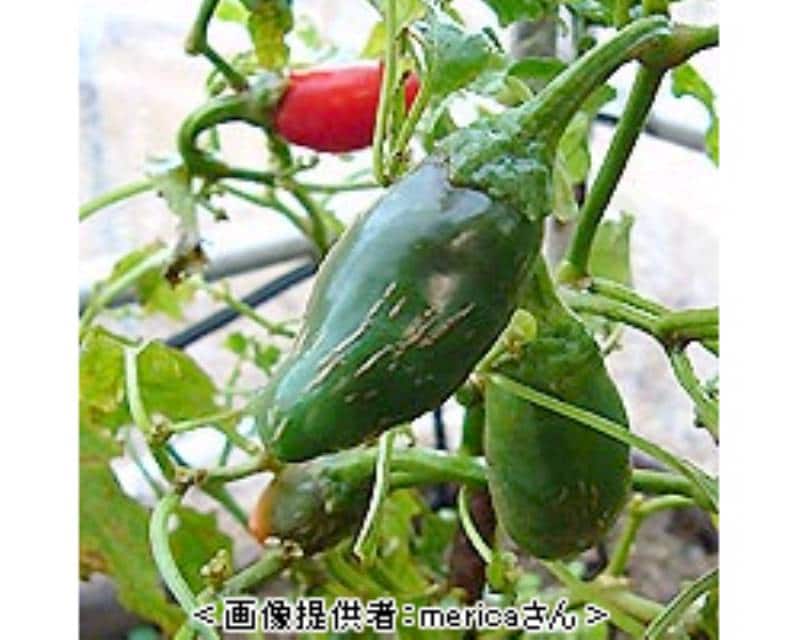 ハラペーニョ メキシコ料理には欠かせません アイリスプラザ メディア