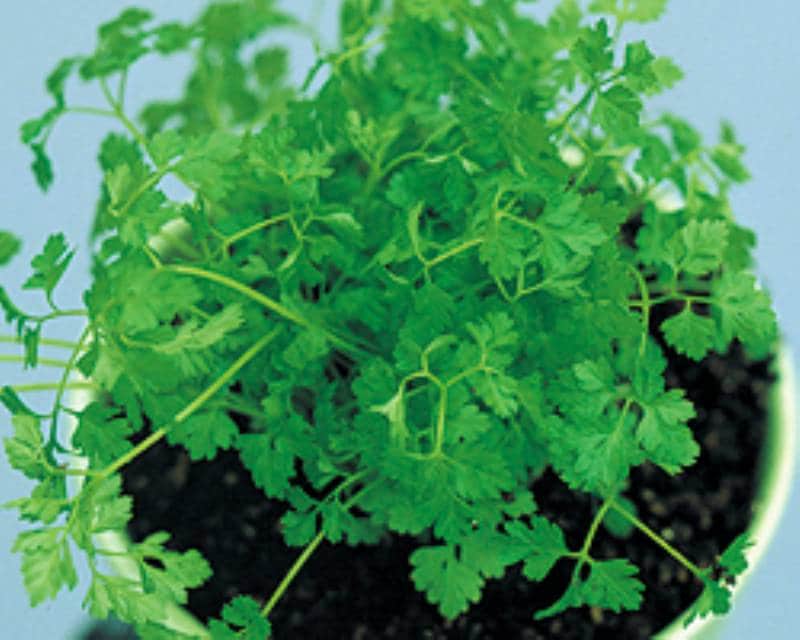チャービル 美食家のパセリ アイリスプラザ メディア
