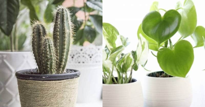 人気の観葉植物ランキング18 アイリスプラザ メディア 人気の観葉植物ランキング18 アイリスプラザ メディア