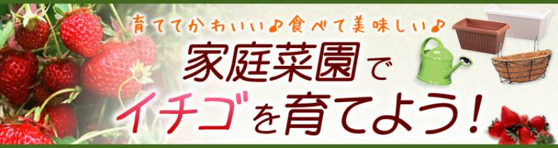初心者にもおすすめ！ 栽培が簡単な親株・子株 お得な100株パック！