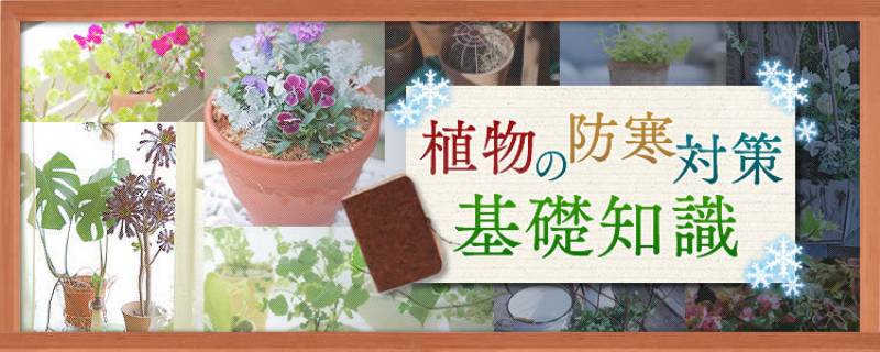 植物の防寒対策基礎知識 アイリスプラザ メディア