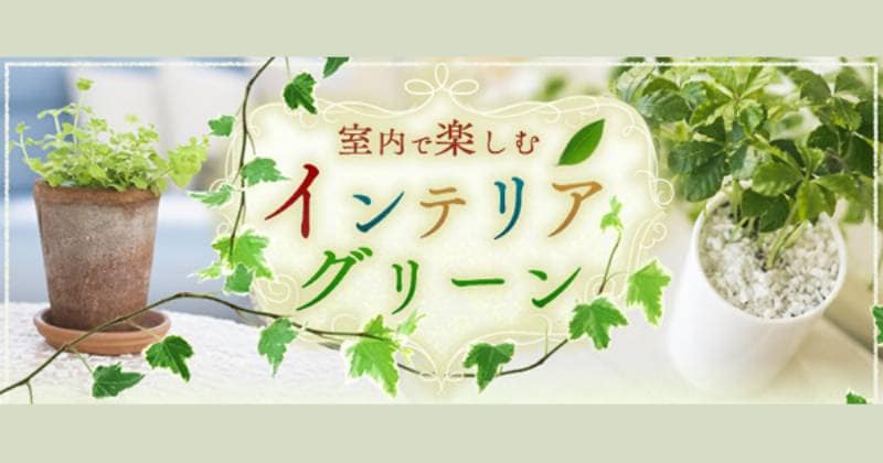 室内で楽しむインテリアグリーン アイリスプラザ メディア 室内で楽しむインテリアグリーン アイリスプラザ メディア