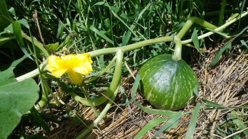 ｂｏｒｉさん親子 ｖｏｌ ２ アイリスプラザ メディア