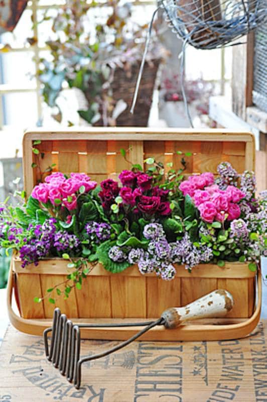 フクシアの寄せ植え: Honoka's gardening memo