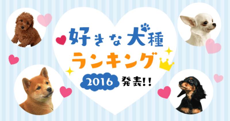 好きな犬種ランキング16発表 アイリスプラザ メディア