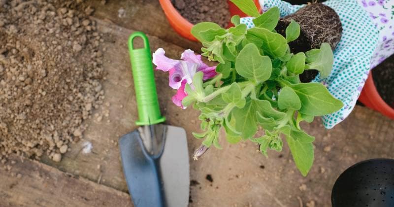 夏に強いグリーンの寄せ植え アイリスプラザ メディア