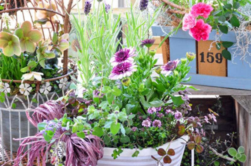 母の日の寄せ植えギフト アイリスプラザ メディア 母の日の寄せ植えギフト アイリスプラザ メディア