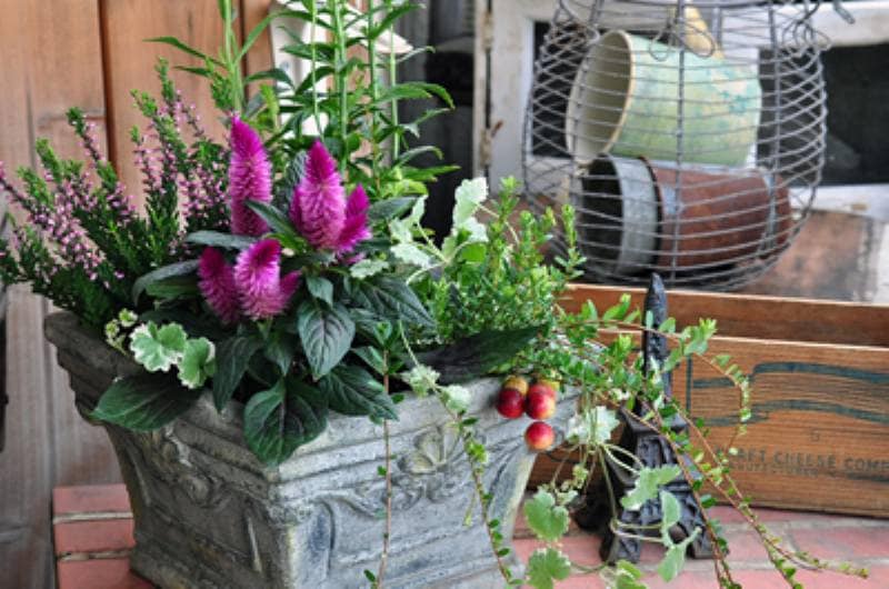 秋の実物 グラデーション寄せ植え アイリスプラザ メディア 秋の実物 グラデーション寄せ植え アイリスプラザ メディア