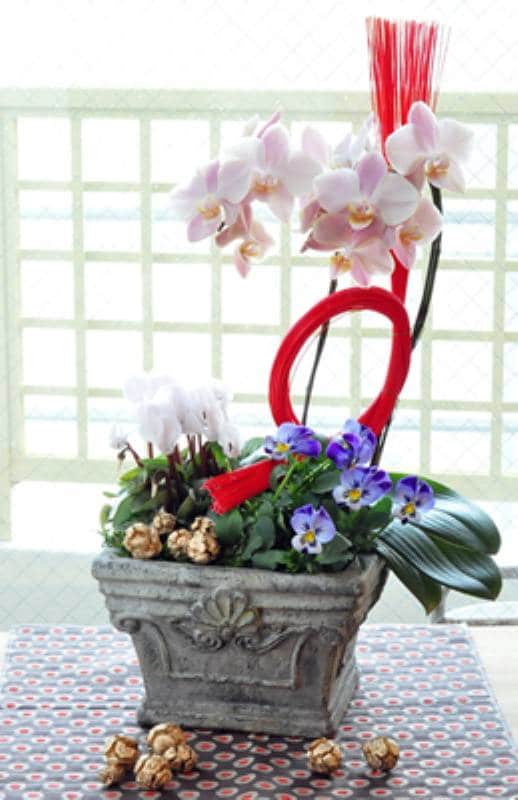 胡蝶蘭のお正月寄せ植え アイリスプラザ メディア 胡蝶蘭のお正月寄せ植え アイリスプラザ メディア