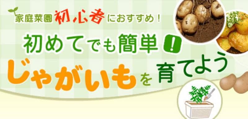 初めてでも簡単 じゃがいもを育てよう アイリスプラザ メディア 初めてでも簡単 じゃがいもを育てよう アイリスプラザ メディア