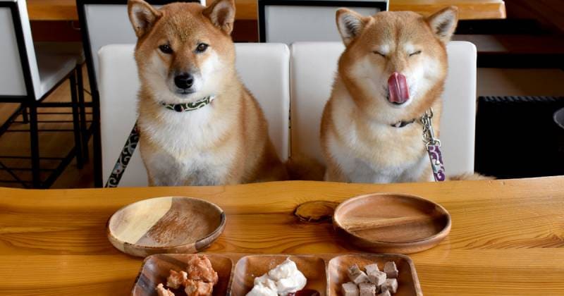あなたと愛犬に合ったオヤツを見つけよう オヤツ特集 アイリスプラザ メディア あなたと愛犬に合ったオヤツを見つけよう オヤツ特集 アイリスプラザ メディア