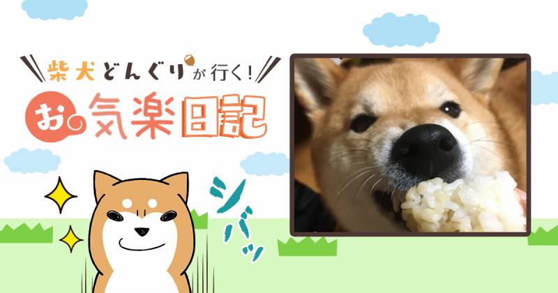 もち麦モニターレポート 柴犬どんぐり アイリスプラザ メディア