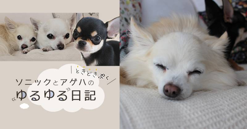 関係修復に必要な距離は～ソニックとアゲハ ときどきぷく