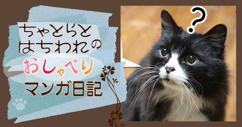 ぽっぽも猫 ちゃとらとはちわれマンガ日記 アイリスプラザ メディア