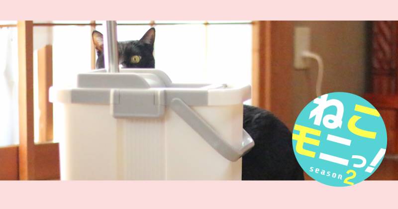 ねこモニっ 2 フラットモップをモニターレポート アイリスプラザ メディア
