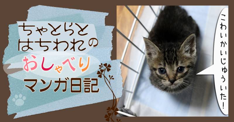 怪獣現る～ちゃとらとはちわれマンガ日記 | アイリスプラザ_メディア