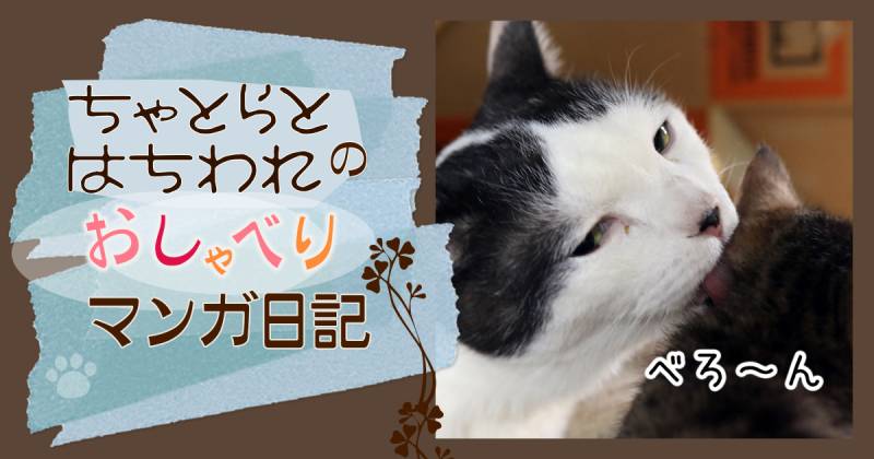 食べちゃう (茶虎ハチワレ)