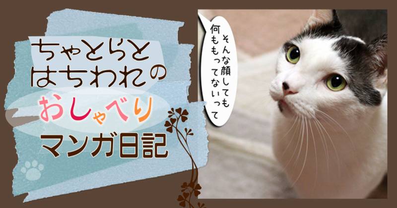 ご飯のおねだり ちゃとらとはちわれマンガ日記 アイリスプラザ メディア