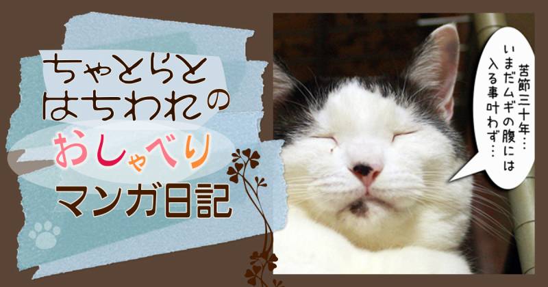 ムギ師匠の教え～ちゃとらとはちわれマンガ日記 | アイリスプラザ_メディア