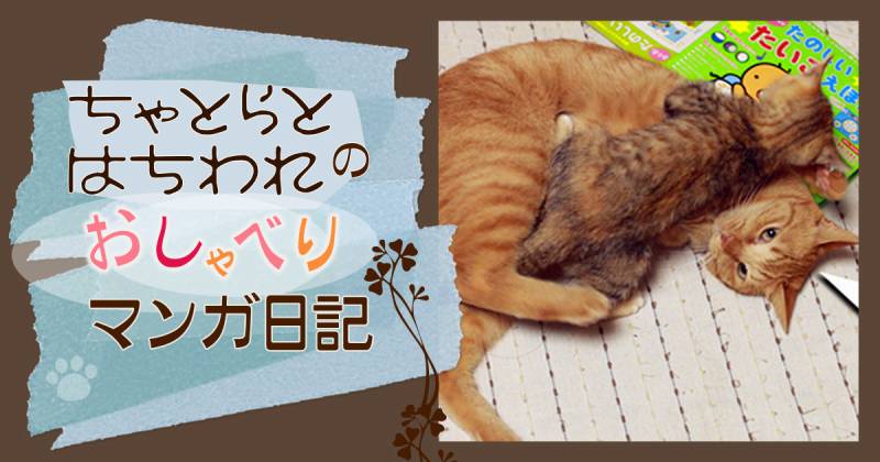 ちゃいろの一日～ちゃとらとはちわれマンガ日記 | アイリスプラザ_メディア