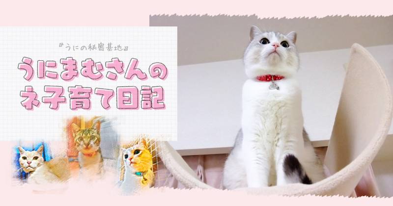 猫のケガの原因は うにまむさんのネ子育て日記 アイリスプラザ メディア 猫のケガの原因は うにまむさんのネ子育て日記 アイリスプラザ メディア