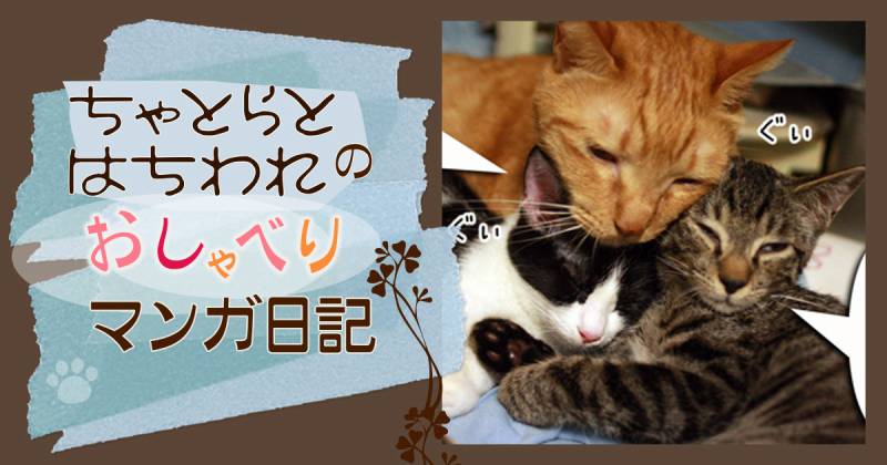 モカままちゃんとのお別れ～ちゃとらとはちわれマンガ日記 | アイリス