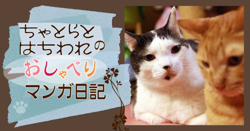 噛み合わぬ二人～ちゃとらとはちわれマンガ日記 | アイリスプラザ_メディア