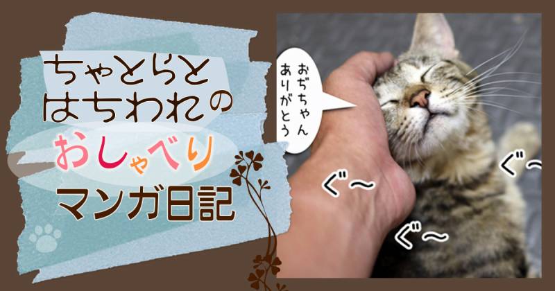 ままちゃんお疲れ様～ちゃとらとはちわれマンガ日記 | アイリスプラザ_