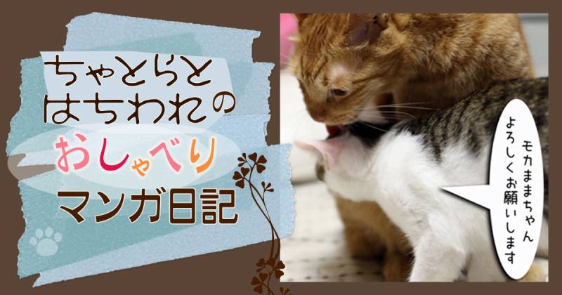 モカにおまかせ～ちゃとらとはちわれマンガ日記 | アイリスプラザ_メディア