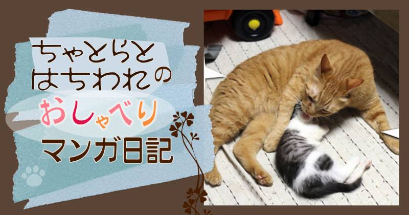 奉仕好きなモカ ちゃとらとはちわれマンガ日記 アイリスプラザ メディア 奉仕好きなモカ ちゃとらとはちわれマンガ日記 アイリスプラザ メディア