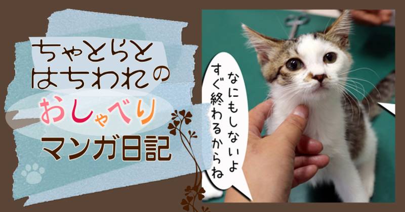 嫌な場所～ちゃとらとはちわれマンガ日記 | アイリスプラザ_メディア