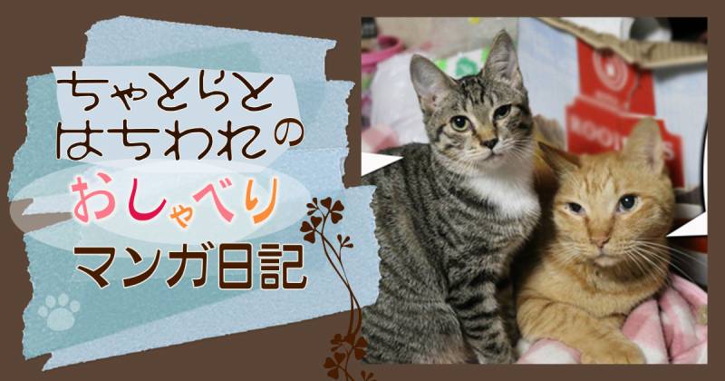 鼻ちょうちん ちゃとらとはちわれマンガ日記 アイリスプラザ メディア