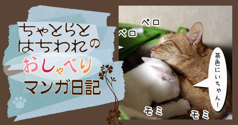 子猫から見た先住さん1～ちゃとらとはちわれマンガ日記 | アイリス