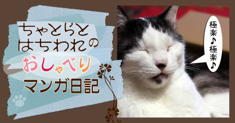 箱の醍醐味～ちゃとらとはちわれマンガ日記 | アイリスプラザ_メディア