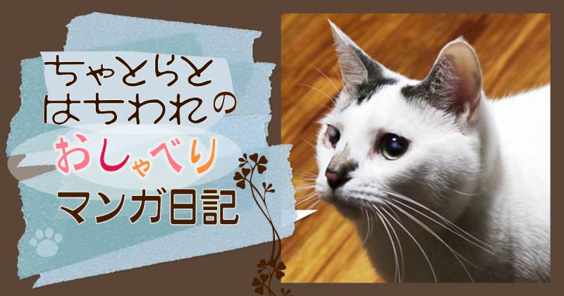 ちゃとら様❣️専用ページ こねこいいなぁ | アイリスプラザ_メディア