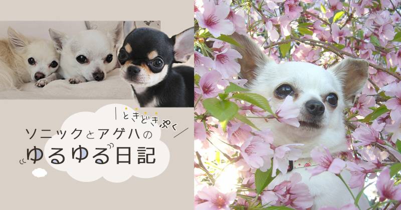 積み重なる春 アイリスプラザ メディア