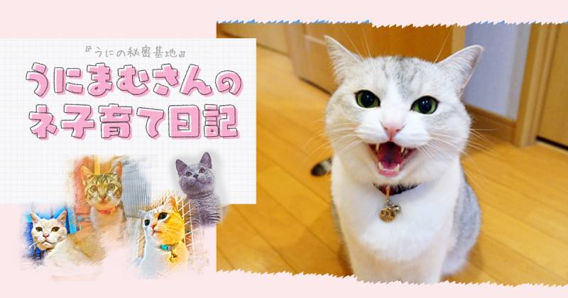 こんな時こそ猫なんだ アイリスプラザ メディア