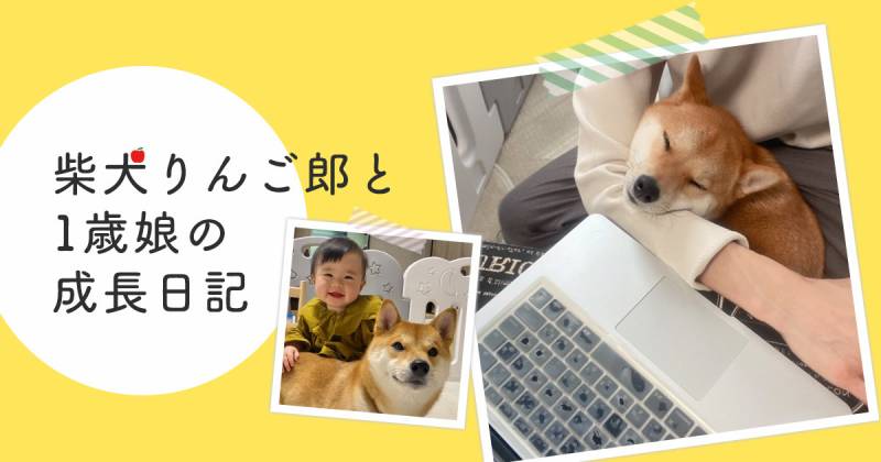 柴犬と1歳娘がいる家で在宅ワークをするとこうなります アイリスプラザ メディア