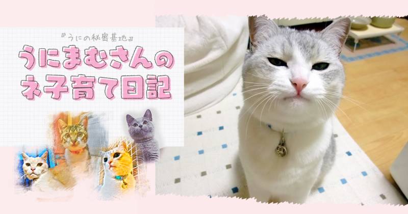 猫の寝ぐずり アイリスプラザ メディア