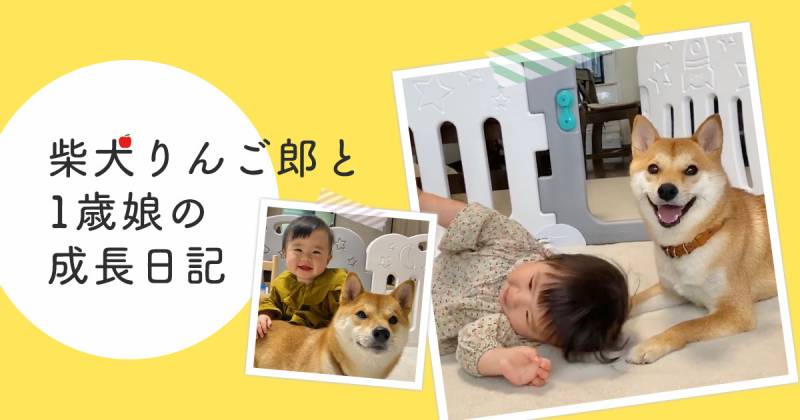 最近は気づくと柴犬兄さんと娘が隣同士にいる アイリスプラザ メディア