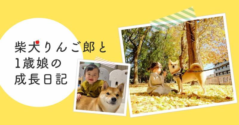 柴犬兄さんの名前を娘が少しずつ呼べるようになってきました アイリスプラザ メディア 柴犬兄さんの名前を娘が少しずつ呼べるようになってきました アイリスプラザ メディア