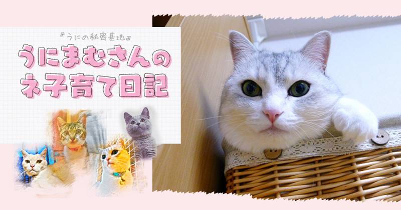 猫の抗議は年齢順？  アイリスプラザ_メディア