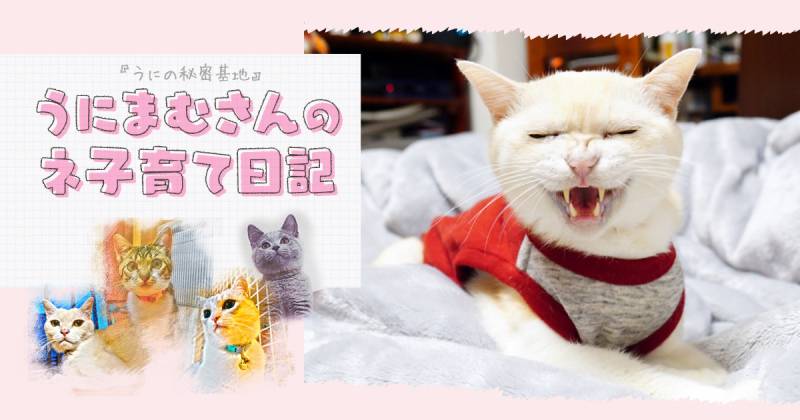 はたして猫は笑うのか うにまむさんのネ子育て日記 アイリスプラザ メディア はたして猫は笑うのか うにまむさんのネ子育て日記 アイリスプラザ メディア