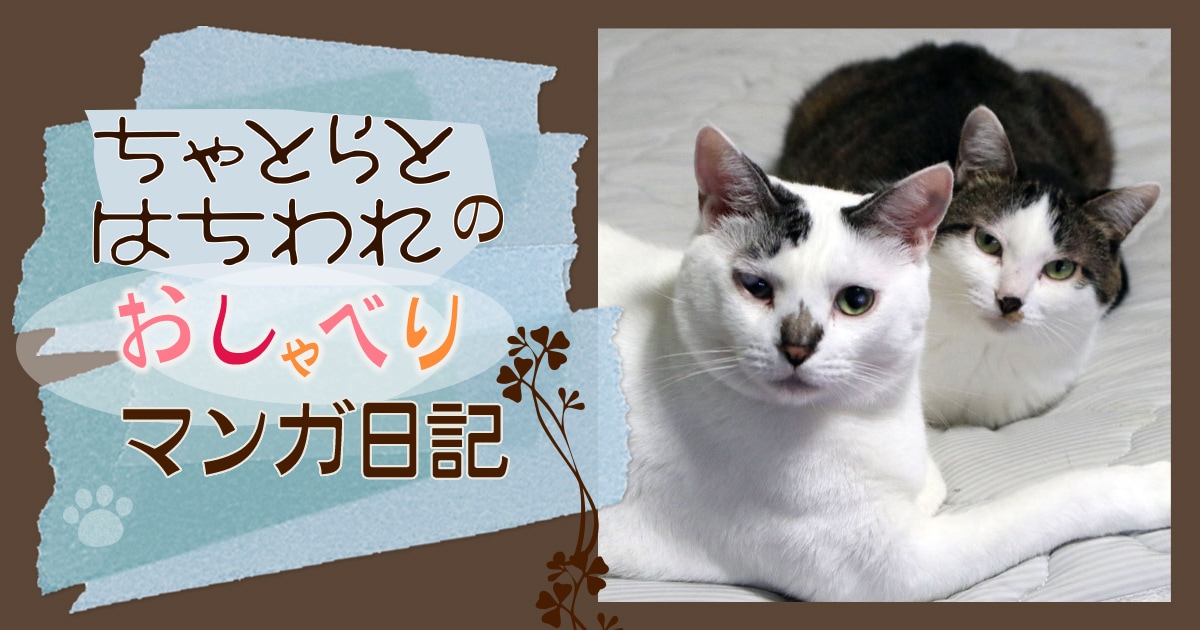 真似っこ・ちゃとらとはちわれ | アイリスプラザ_メディア