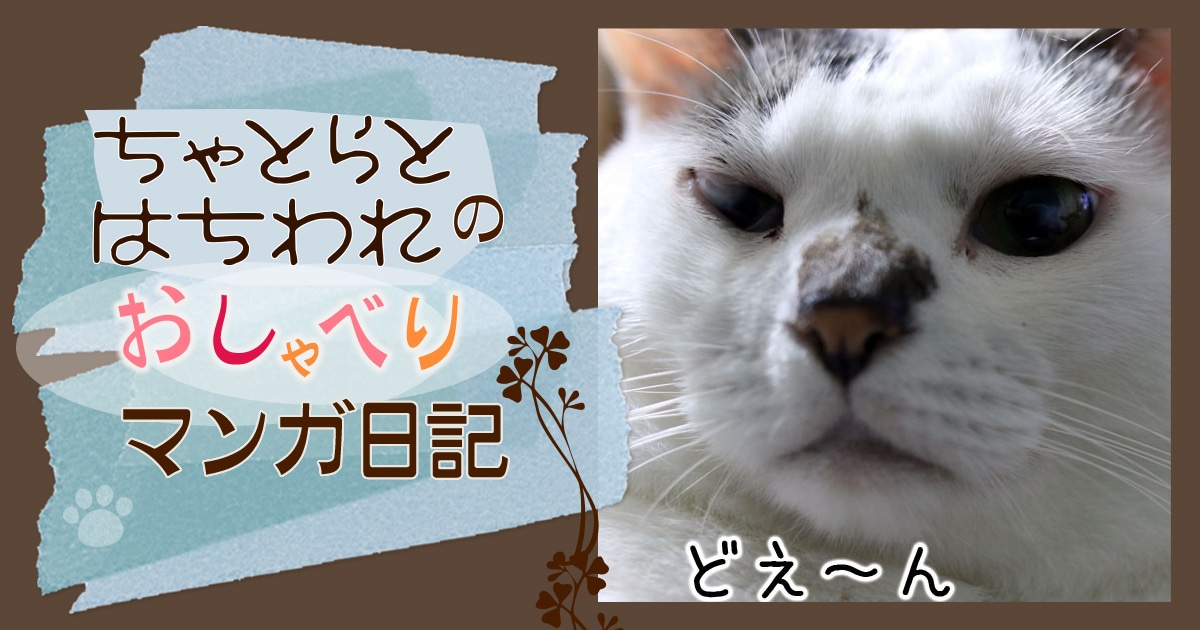 ありがとうございました・ちゃとらとはちわれ | アイリスプラザ_メディア