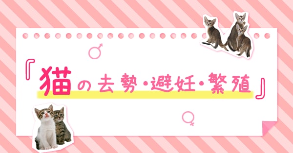 Original.png?jp.co