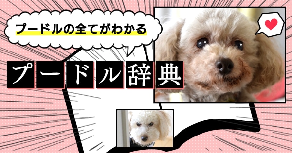 Original.png?jp.co