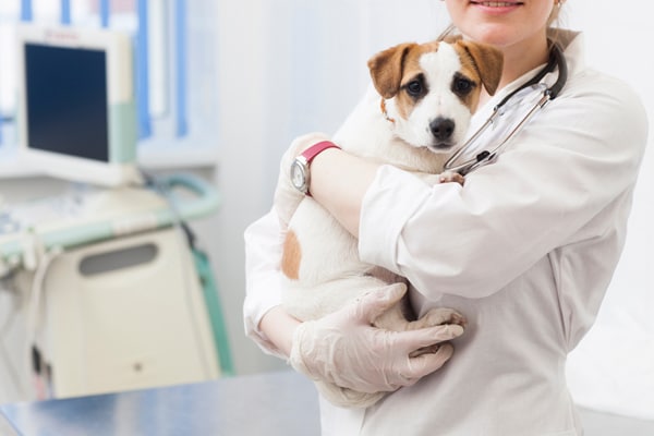 犬のてんかん アイリスプラザ メディア