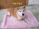 Original.jpg?jp.co